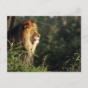 Männlicher afrikanischer Löwe im Zoo in Washington Postkarte