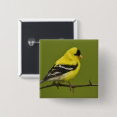 Männlicher amerikanischer Goldfinch in der Zucht s Button (Vorne & Hinten)