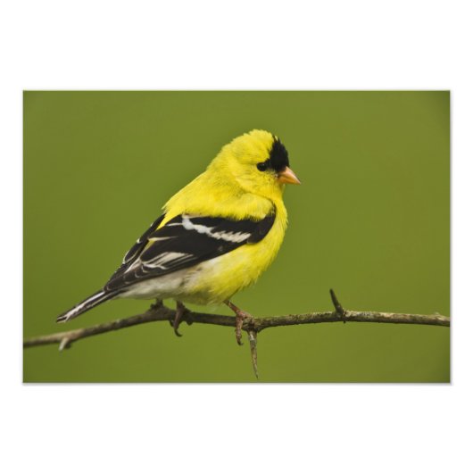 Männlicher amerikanischer Goldfinch in der Zucht s Fotodruck (Vorne)