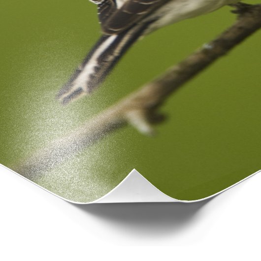 Männlicher amerikanischer Goldfinch in der Zucht s Fotodruck (Ecke)