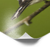 Männlicher amerikanischer Goldfinch in der Zucht s Fotodruck (Ecke)