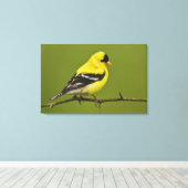 Männlicher amerikanischer Goldfinch in der Zucht s Leinwanddruck (Insitu (Holzboden))