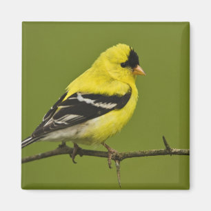 Männlicher amerikanischer Goldfinch in der Zucht s Magnet