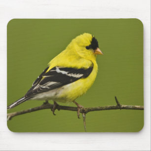 Männlicher amerikanischer Goldfinch in der Zucht s Mousepad