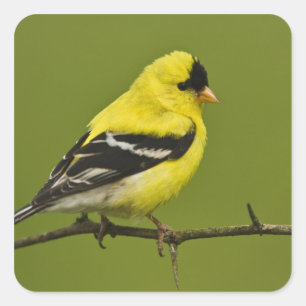 Männlicher amerikanischer Goldfinch in der Zucht s Quadratischer Aufkleber