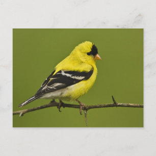 Männlicher Amerikanischer Goldfink im Prachtkleid, Postkarte