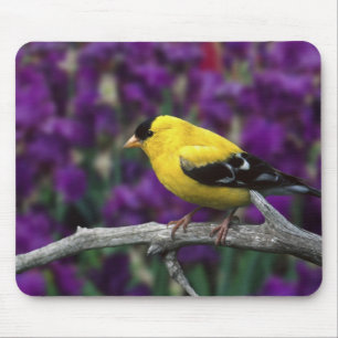 Männlicher Amerikanischer Goldfink im Sommerkleid, Mousepad