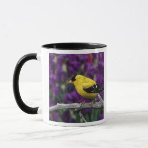 Männlicher Amerikanischer Goldfink im Sommerkleid, Tasse