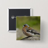 Männlicher Buchfink (WILD: Fringilla coelebs) Button (Vorne & Hinten)