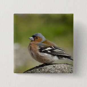 Männlicher Buchfink (WILD: Fringilla coelebs) Button