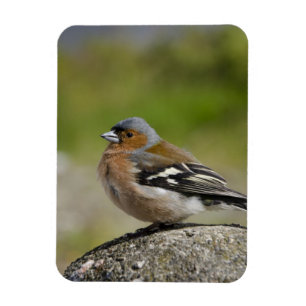 Männlicher Buchfink (WILD: Fringilla coelebs) Magnet