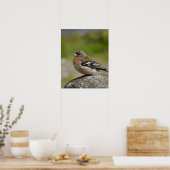 Männlicher Buchfink (WILD: Fringilla coelebs) Poster (Küche)