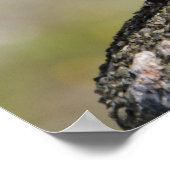 Männlicher Buchfink (WILD: Fringilla coelebs) Poster (Ecke)