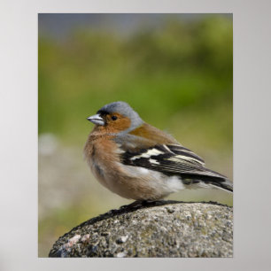 Männlicher Buchfink (WILD: Fringilla coelebs) Poster