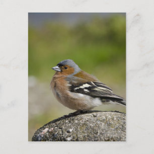 Männlicher Buchfink (WILD: Fringilla coelebs) Postkarte