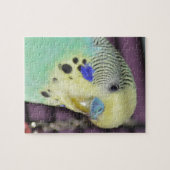 Männlicher Budgie/Parakeet Puzzle (Horizontal)
