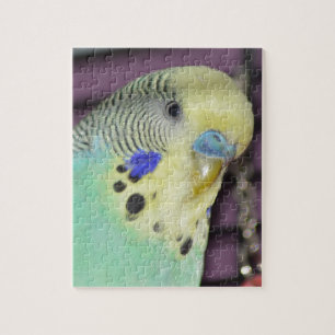 Männlicher Budgie/Parakeet Puzzle