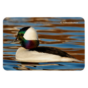 Männlicher Bufflehead am Nachmittag Sun Magnet