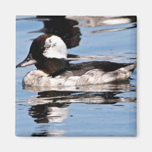 Männlicher Bufflehead Magnet