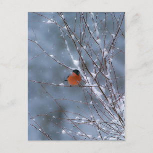 Männlicher Bullfinch auf der Schneekarte Postkarte