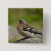 Männlicher Chaffinch (WILD: Fringilla coelebs) Button (Vorderseite)