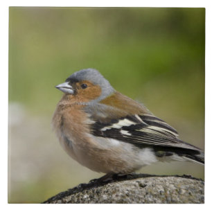 Männlicher Chaffinch (WILD: Fringilla coelebs) Fliese
