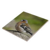 Männlicher Chaffinch (WILD: Fringilla coelebs) Fliese (Seite)