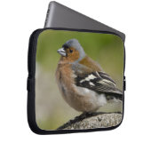 Männlicher Chaffinch (WILD: Fringilla coelebs) Laptopschutzhülle (Vorne Rechts)