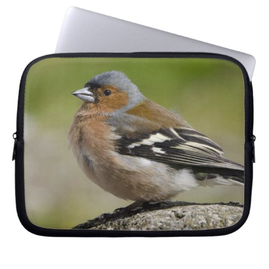 Männlicher Chaffinch (WILD: Fringilla coelebs) Laptopschutzhülle (Vorderseite)