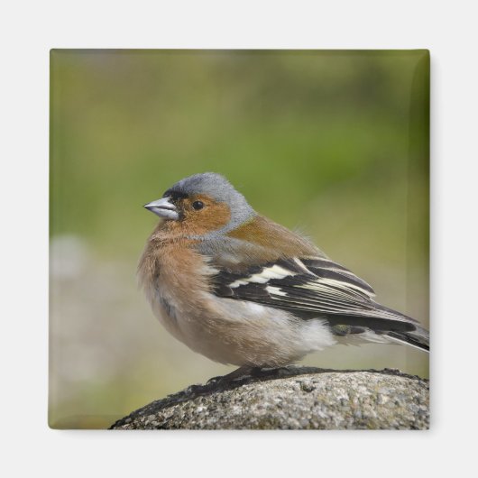 Männlicher Chaffinch (WILD: Fringilla coelebs) Magnet (Vorne)