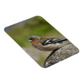 Männlicher Chaffinch (WILD: Fringilla coelebs) Magnet (Rechte Seite)