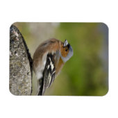 Männlicher Chaffinch (WILD: Fringilla coelebs) Magnet (Horizontal)