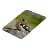 Männlicher Chaffinch (WILD: Fringilla coelebs) Magnet (Linke Seite)