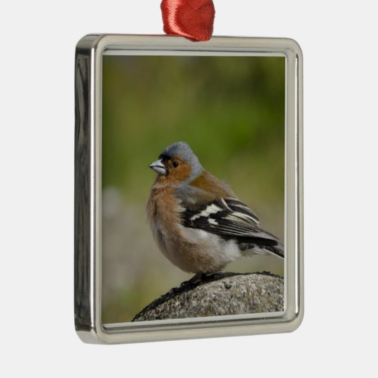 Männlicher Chaffinch (WILD: Fringilla coelebs) Ornament Aus Metall (Rechts)