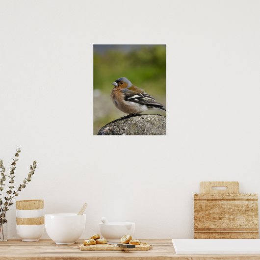 Männlicher Chaffinch (WILD: Fringilla coelebs) Poster (Küche)
