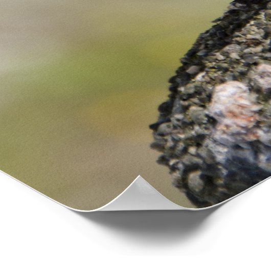 Männlicher Chaffinch (WILD: Fringilla coelebs) Poster (Ecke)