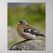 Männlicher Chaffinch (WILD: Fringilla coelebs) Poster (Vorne)
