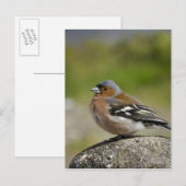 Männlicher Chaffinch (WILD: Fringilla coelebs) Postkarte (Vorne/Hinten)