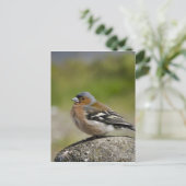 Männlicher Chaffinch (WILD: Fringilla coelebs) Postkarte (Stehend Vorderseite)