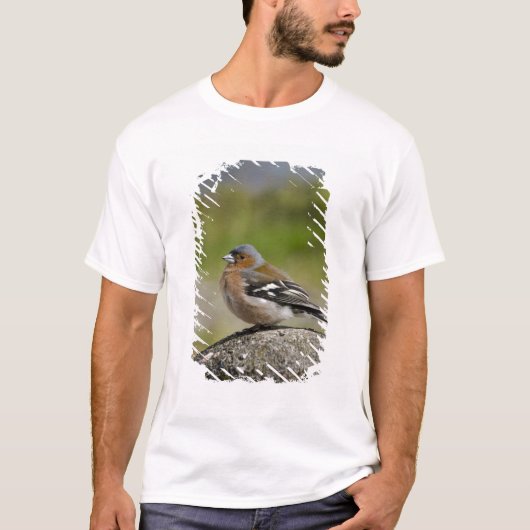 Männlicher Chaffinch (WILD: Fringilla coelebs) T-Shirt (Vorderseite)