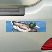 Männlicher Duck Autoaufkleber (Auf Auto)