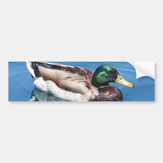 Männlicher Duck Autoaufkleber (Vorne)