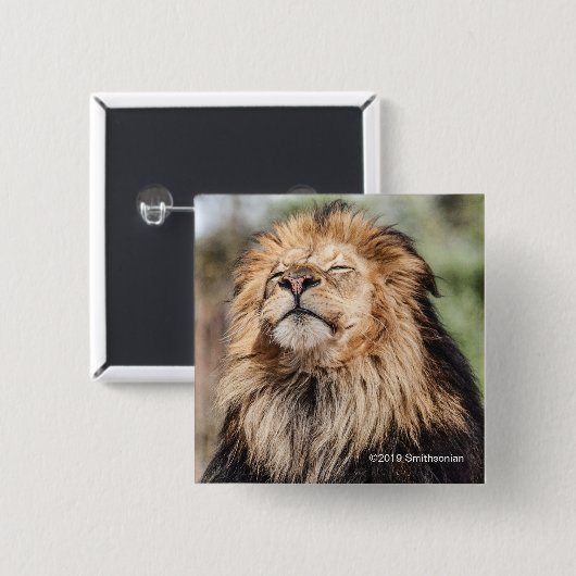 Männlicher ein Sonnenbad nehmender Löwe Button (Vorne & Hinten)