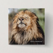 Männlicher ein Sonnenbad nehmender Löwe Button (Vorderseite)