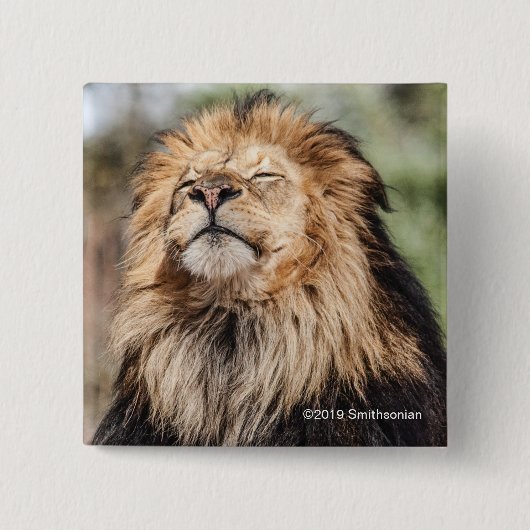 Männlicher ein Sonnenbad nehmender Löwe Button (Vorderseite)