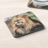 Männlicher ein Sonnenbad nehmender Löwe Getränkeuntersetzer (Linke Seite)