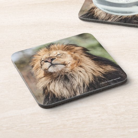 Männlicher ein Sonnenbad nehmender Löwe Getränkeuntersetzer (Linke Seite)