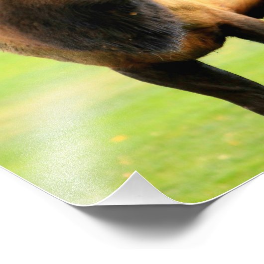 Männlicher Elch mit Zunge Fotodruck (Ecke)