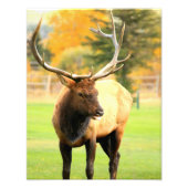 Männlicher Elch mit Zunge Fotodruck (Vorne)