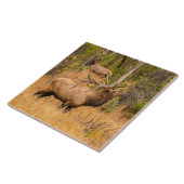 Männlicher Elch | Rocky Mountain National Park, Co Fliese (Seite)